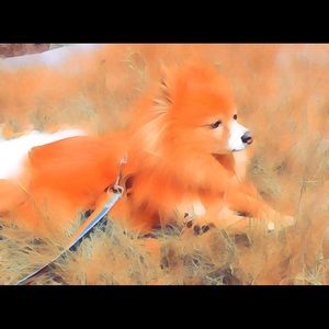 Meet your Posher, Me